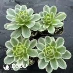 Aeonium Greenovia Spring Dawn - Image 2