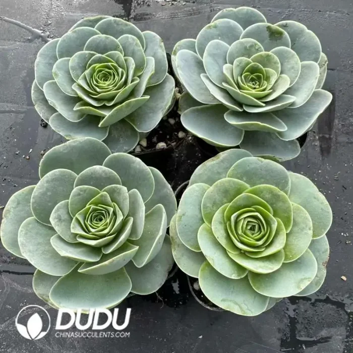 Aeonium Greenovia Pandora - Image 2