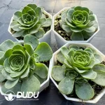 Aeonium Greenovia Princess Clustering - Image 2