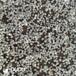 600-900pcs Lithops gracilidelineata hybrid - Image 2