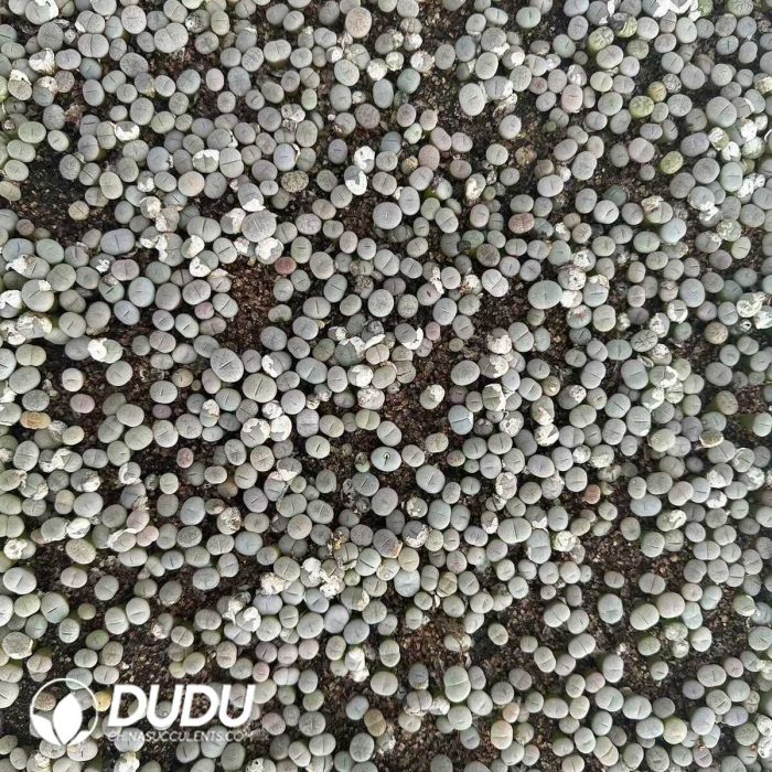 600-900pcs Lithops gracilidelineata hybrid - Image 2