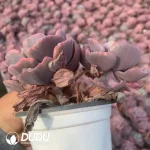 Echeveria Rain Drops Variegated Double Head - Image 2