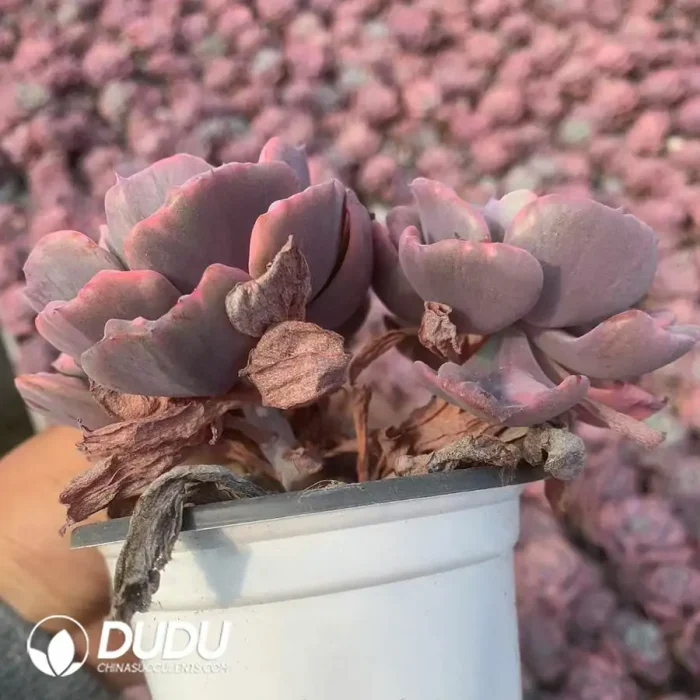 Echeveria Rain Drops Variegated Double Head - Image 2