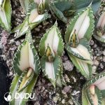 Agave Titanota 
 Mediopicta variegated - Image 2