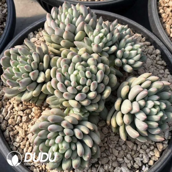 Dark Pattern Pachyphytum Flat Heads Big Cluster - Image 2