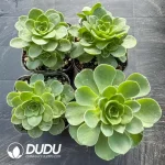 Aeonium Greenovia Lossie Clustering - Image 2