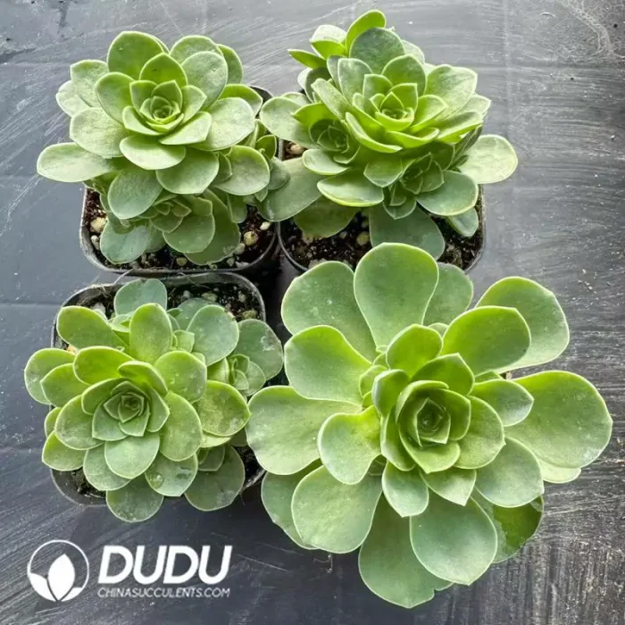 Aeonium Greenovia Lossie Clustering - Image 2