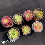 Aeonium Collection 10 - Image 2