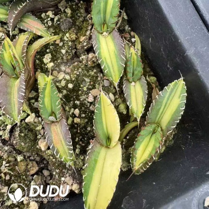 Agave Titanota “Medusa” - Image 2