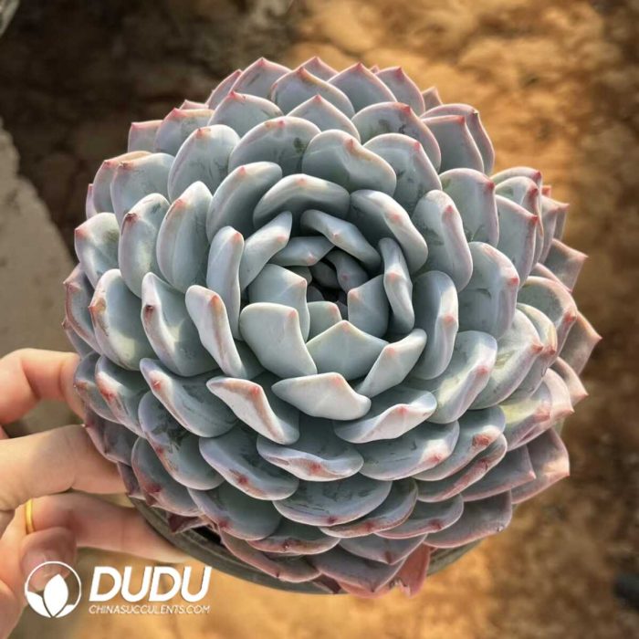 Echeveria Bun Monroe - Image 2