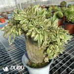 Aeonium Undulatum Cristata - Image 2