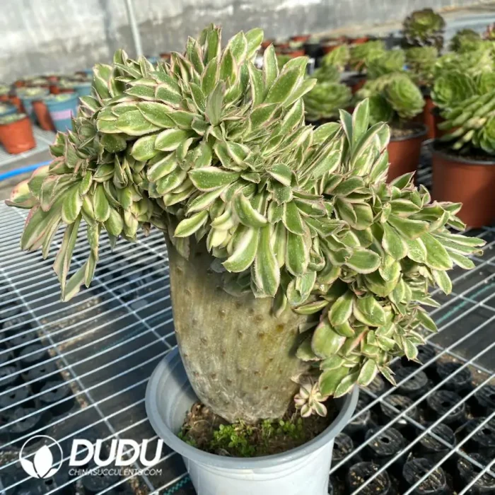 Aeonium Undulatum Cristata - Image 2