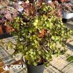 Portulacaria Afra var.foliis-variegatis/Candy Jade - Image 2