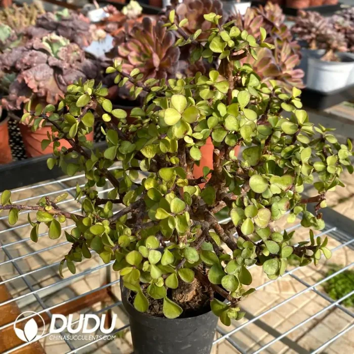 Portulacaria Afra var.foliis-variegatis/Candy Jade - Image 2