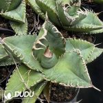 Agave Titanota 'White Thorn' - Image 2