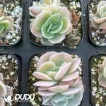 Echeveria 'Blue Surprise’ Varigated Double Head - Image 2