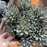 Echeveria Colorful Star Multi Heads Big Cluster - Image 2