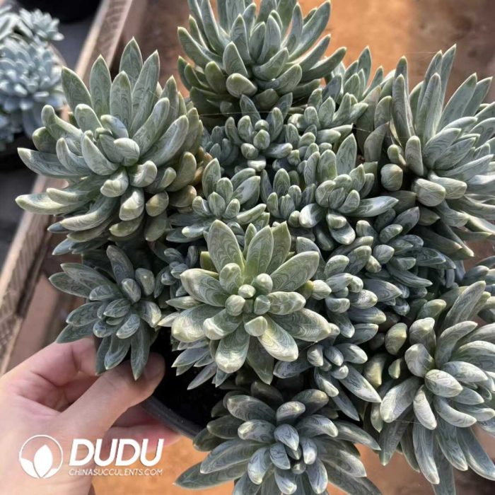 Echeveria Colorful Star Multi Heads Big Cluster - Image 2