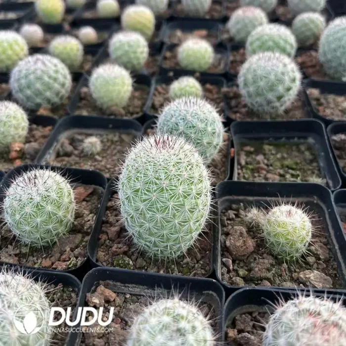 Mammillaria Slevinii - Image 2