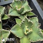 Agave White Ghost - Image 2