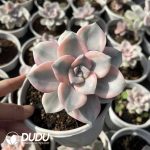$4.15*24pcs Graptopetalum Purple Delight Variegated - Image 2