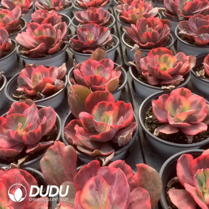 Echeveria Flemingo Variegated - Image 2