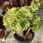 Aeonium Jade variegated Cristata - Image 2