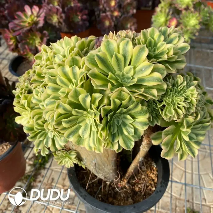 Aeonium Jade variegated Cristata - Image 2