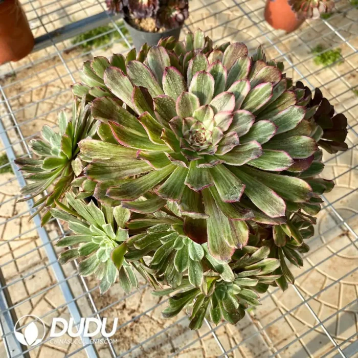 Aeonium Monochromes variegated clustering - Image 2