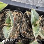 Agave Titanota 'Starry Sky' - Image 2