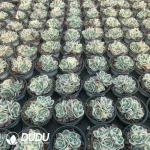 Echeveria Lenore Dean variegate 4 Heads - Image 2