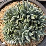 Pachyphytum Xiangsuo Monstrose - Image 2