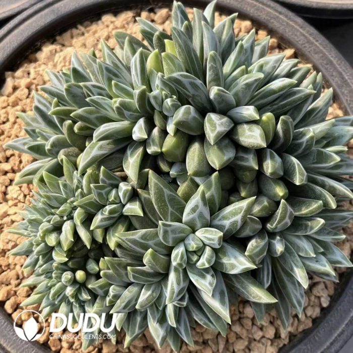 Pachyphytum Xiangsuo Monstrose - Image 2