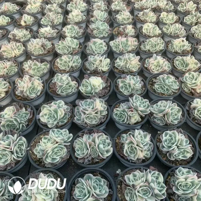 Echeveria Lenore Dean variegate 4 Heads - Image 2