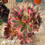Aeonium Goddess Clustering - Image 2