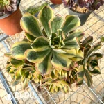 Aeonium Blue-and-white Porcelain Clustering - Image 2