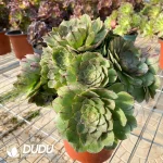Aeonium Goddess Cristata - Image 2