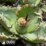 Agave Titanota Red Cat Variegated - Image 2