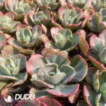 Echeveria Ice Age Variegated - Image 2