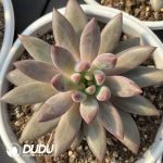 Pachyphytum Dark Pattern & Phantom Pattern (Multiple Flat-Headed Clustering) - Image 2