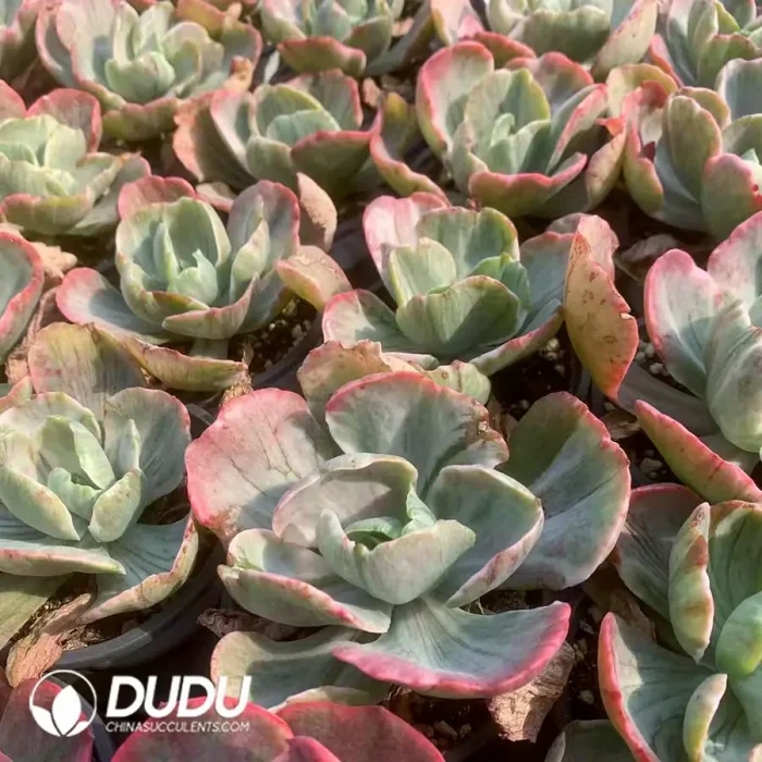 Echeveria Ice Age Variegated - Image 2