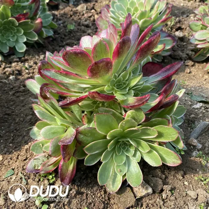 Aeonium Pink Flower Demon Clustering - Image 2