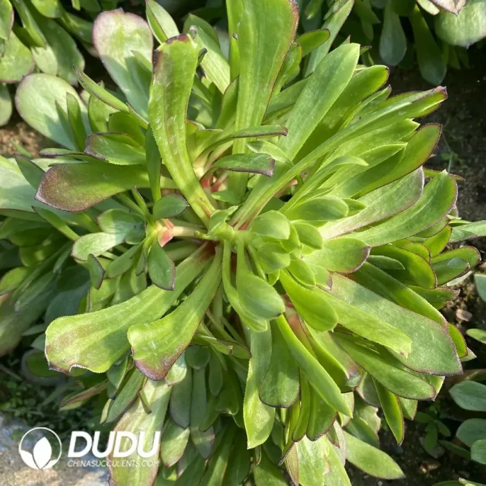 Aeonium Colorful Loli Clustering - Image 2