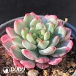 Echeveria 'Blue Elf' Variegated - Image 2