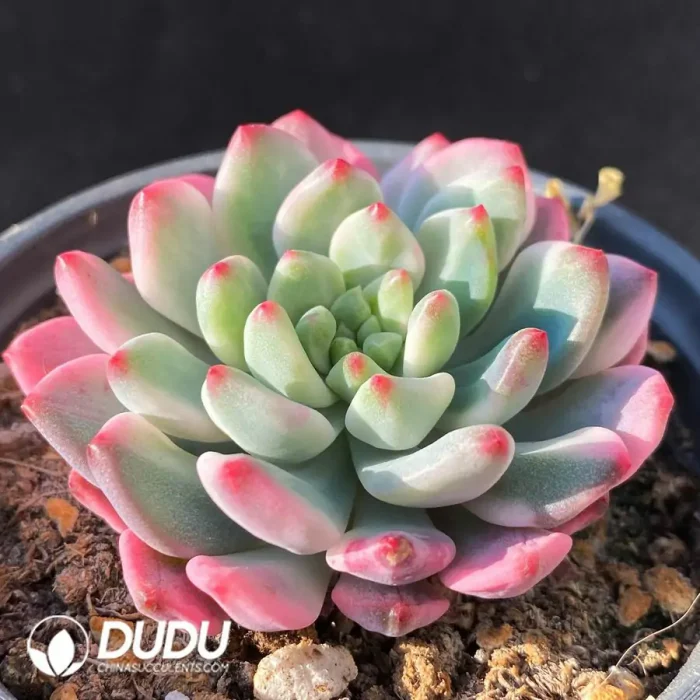 Echeveria 'Blue Elf' Variegated - Image 2