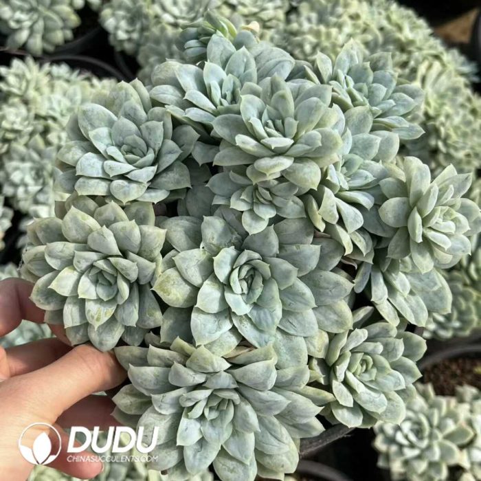 Echeveria Thin Leaf Bubble Yarn Clustering - Image 2