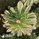 Aeonium Powder Copper Clustering - Image 2