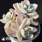 Graptoveria 'Mrs Richards'/Graptoveria 'Gypsy' White Variegated - Image 2