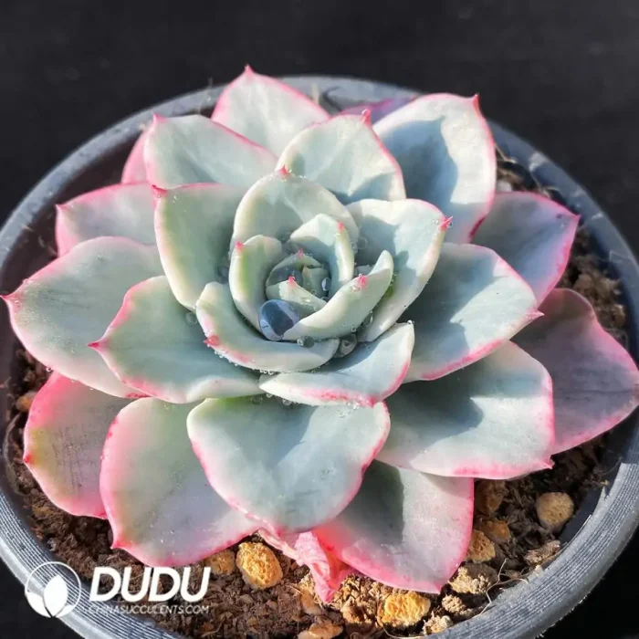 Echeveria Yellow Peach Variegated - Image 2
