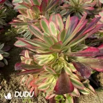 Aeonium Fire Fox Clustering - Image 2